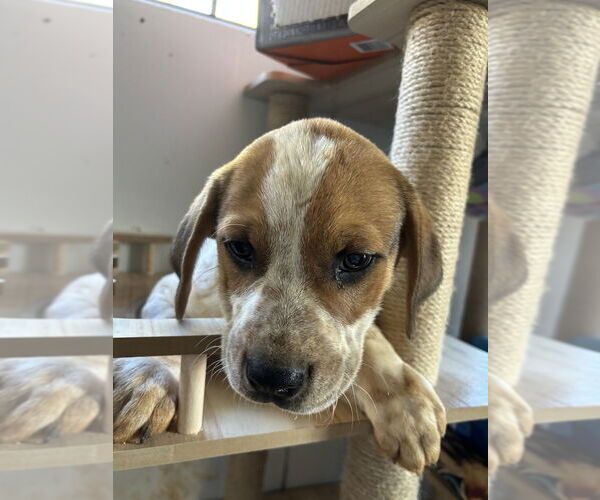 Medium Photo #1 Mutt Puppy For Sale in Mooresville, NC, USA