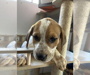 Mutt Dogs for adoption in Mooresville, NC, USA