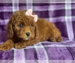 Small #5 Poodle (Miniature)