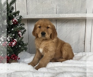 Golden Retriever Puppy for sale in FREDERICKSBURG, OH, USA