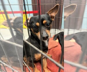 Chihuahua Dogs for adoption in Beatrice, NE, USA
