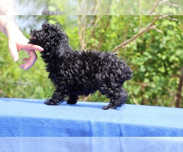 Medium Photo #26 Poodle (Toy) Puppy For Sale in DYERSBURG, TN, USA