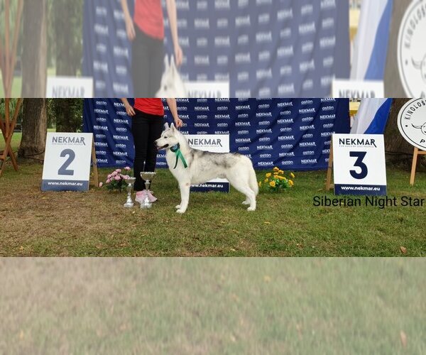 Medium Photo #1 Siberian Husky Puppy For Sale in Topolje, Osjecko-Baranjska, Croatia