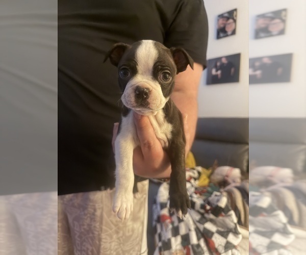 Medium Photo #4 Boston Terrier Puppy For Sale in WAHNETA, FL, USA