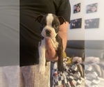 Puppy Tate Boston Terrier