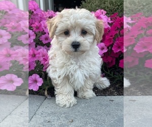 Maltipoo Puppy for sale in CANOGA, NY, USA