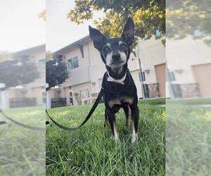 Mutt Dogs for adoption in Riverside, CA, USA