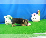 Small Photo #2 Yorkshire Terrier Puppy For Sale in HICKORY, NC, USA