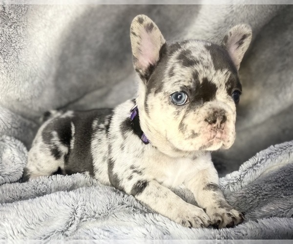 Medium Photo #2 French Bulldog Puppy For Sale in PITTSBURGH, PA, USA