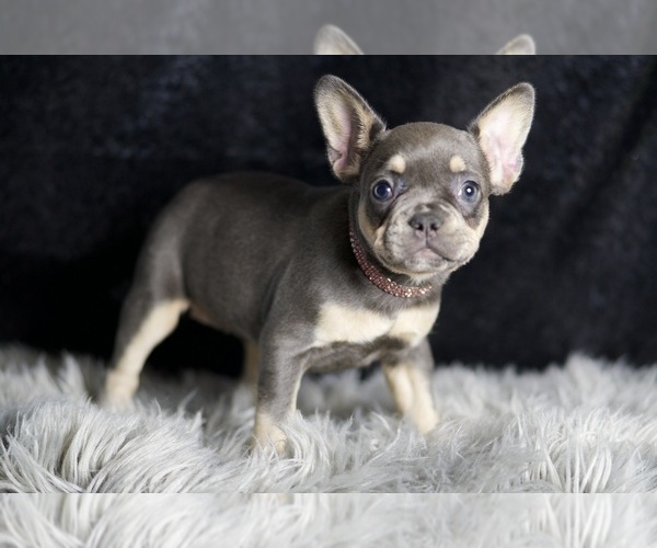 Medium Photo #22 French Bulldog Puppy For Sale in WARSAW, IN, USA