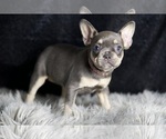 Small Photo #22 French Bulldog Puppy For Sale in WARSAW, IN, USA