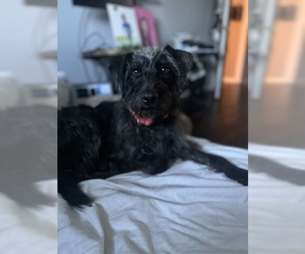 Medium Photo #4 Mutt Puppy For Sale in McKinney, TX, USA