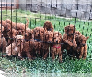 Poodle (Standard) Puppy for sale in OAKLEY, CA, USA