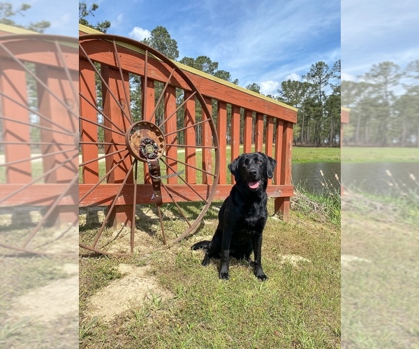 Medium Photo #34 Labrador Retriever Puppy For Sale in AIKEN, SC, USA