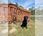 Small #33 Labrador Retriever