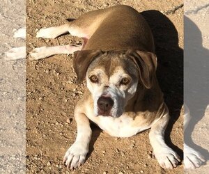 Max Lucas - - Male Beagle Dog for Adoption - Photo #16