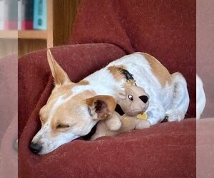 Georgie (WA) - Male Rat Terrier-Unknown Mix Dog for Adoption - Photo #8