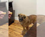 Small Chow Chow-German Shepherd Dog Mix