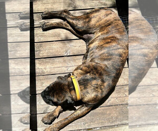 Medium Photo #2 Mastiff-Unknown Mix Puppy For Sale in Pacifica, CA, USA