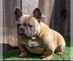 Father of the French Bulldog puppies born on 05/02/2026