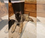 Small Photo #18 Siberian Husky Puppy For Sale in GONZALES, LA, USA