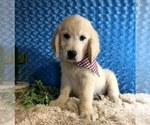 Small Photo #2 English Cream Golden Retriever Puppy For Sale in DOSS, MO, USA