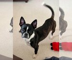 Small Photo #1 Boston Terrier-Unknown Mix Puppy For Sale in pomfret, CT, USA