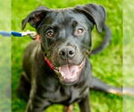 Small #4 Retriever  Mix