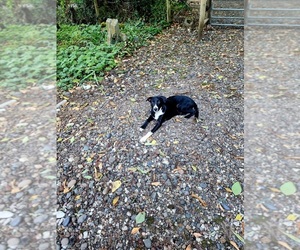 Border Collie Puppy for sale in PORTLAND, OR, USA