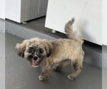 Small Photo #14 Shih Tzu Puppy For Sale in CLEARWATER, FL, USA