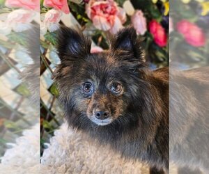 Pomeranian Dogs for adoption in Bon Carbo, CO, USA