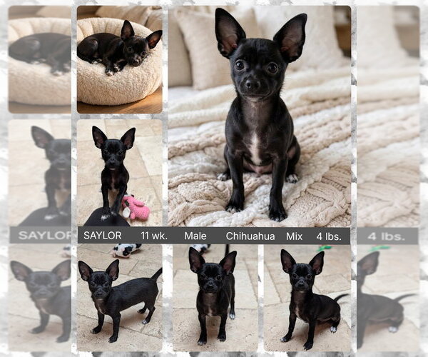 Medium Photo #1 Chihuahua-Unknown Mix Puppy For Sale in Mesa, AZ, USA