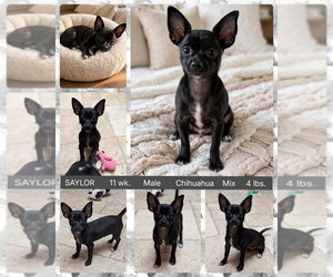Chihuahua-Unknown Mix Dogs for adoption in Mesa, AZ, USA
