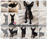 SAYLOR - Male Chihuahua-Unknown Mix Dog for Adoption - Small photo