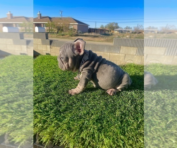 Medium Photo #17 French Bulldog Puppy For Sale in HOUSTON, TX, USA