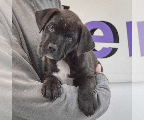 Medium Photo #3 Boxer-Unknown Mix Puppy For Sale in Huntley, IL, USA