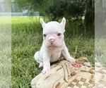 Small #2 French Bulldog