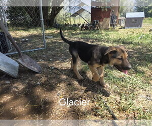 German Shepherd Dog Dogs for adoption in MIDWAY, UT, USA