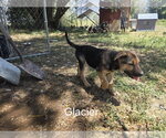 Small German Shepherd Dog