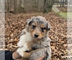 Puppy Puppy 1 Australian Shepherd