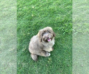Bernedoodle (Miniature) Puppy for sale in SUWANEE, GA, USA