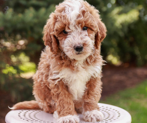 Medium Photo #1 Goldendoodle-Poodle (Miniature) Mix Puppy For Sale in KILLINGER, PA, USA