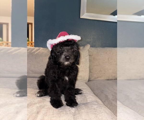 Medium Photo #1 F2 Aussiedoodle Puppy For Sale in LA CRESCENT, MN, USA