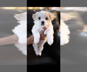 Poodle (Miniature) Puppy for sale in OGDEN, UT, USA