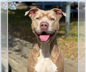 American Bulldog Dogs for adoption in Sugar Land, TX, USA