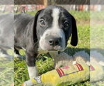 Small Photo #5 Bulldog-Unknown Mix Puppy For Sale in Tarrytown, GA, USA