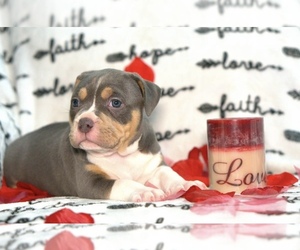 American Bully Puppy for sale in MOUNT DORA, FL, USA