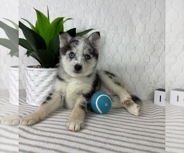Medium Photo #3 Pomsky Puppy For Sale in GREENFIELD, IN, USA