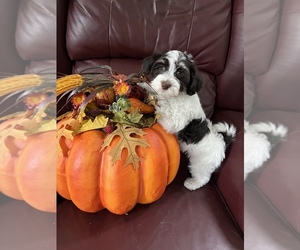 Havanese Puppy for sale in LIVONIA, MI, USA