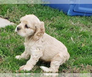 Cocker Spaniel Puppy for sale in LIBERTY, TN, USA